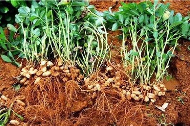 蒜苔施肥用什么肥料