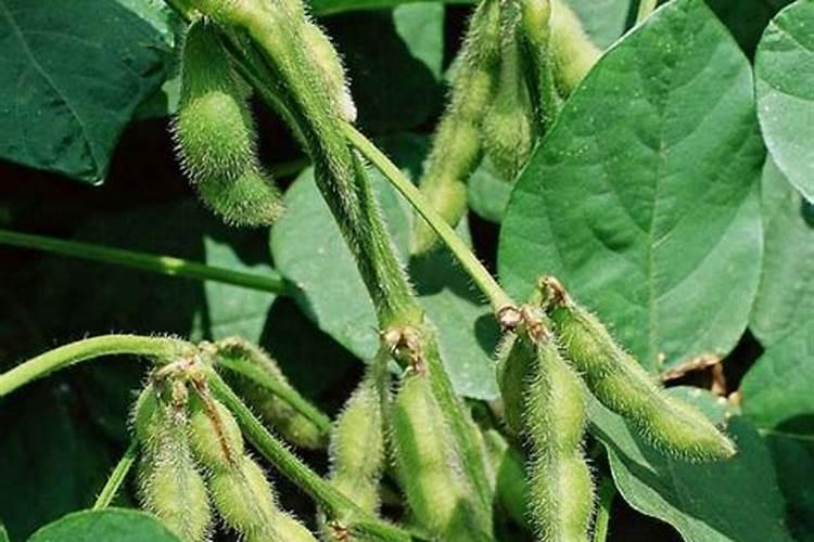 大豆开花后用哪些肥料比较好