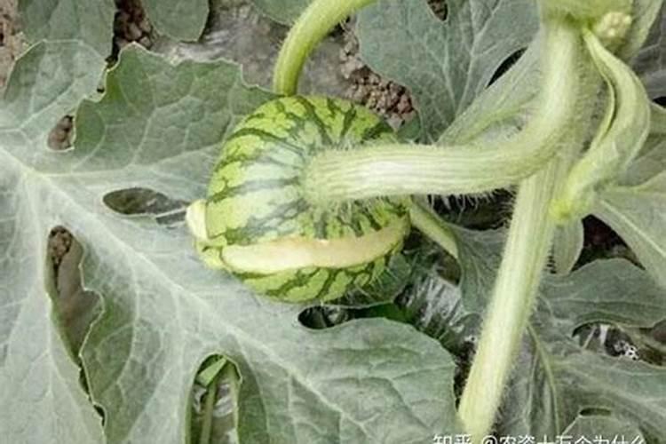 花木用什么施肥