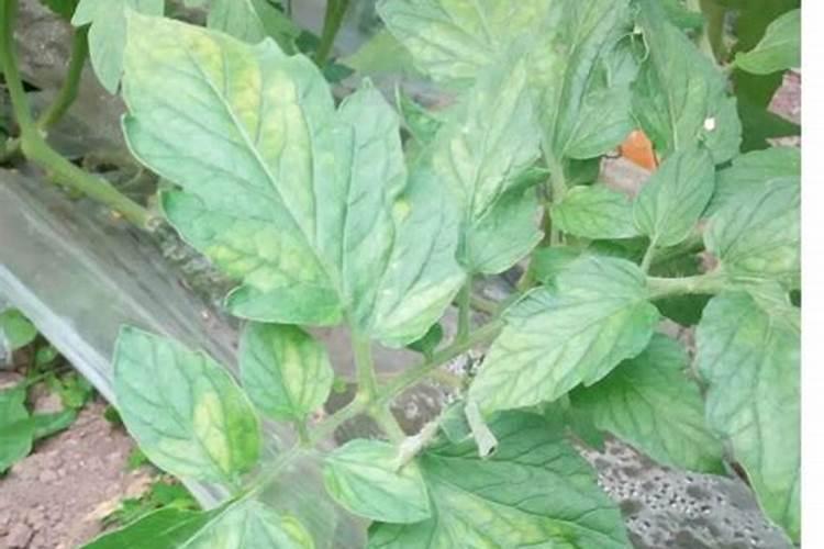 西红柿叶片脆有哪些解决方法？