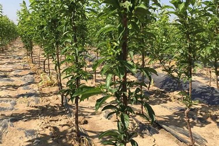 李子树施肥方法及时间