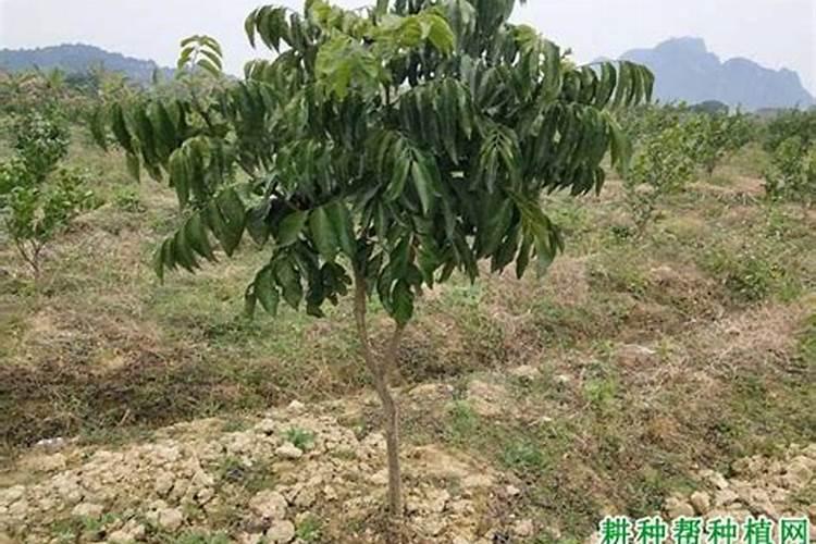 黄皮树的种植和管理