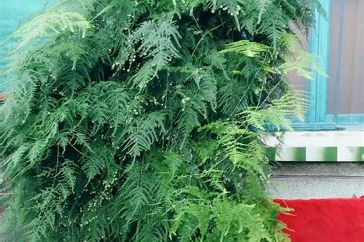 文竹施什么肥料好