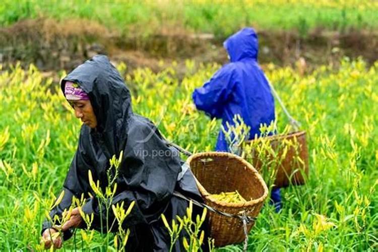 黄花菜黄叶变绿叶用什么冲施肥解决