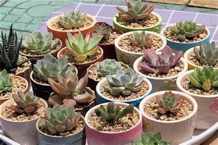 尿素可以叶面喷施吗