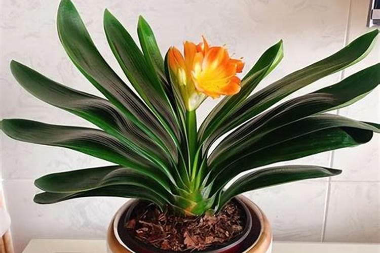 红薯一共要施肥几次