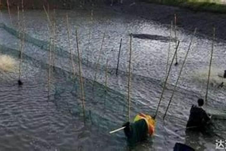 稻田养泥鳅一亩地利润是多少？