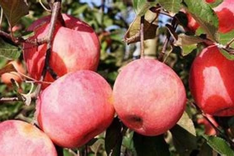 莲藕施什么肥最好