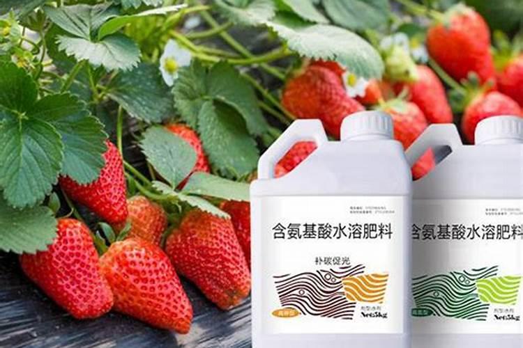 酵母粉浇菜正确方法