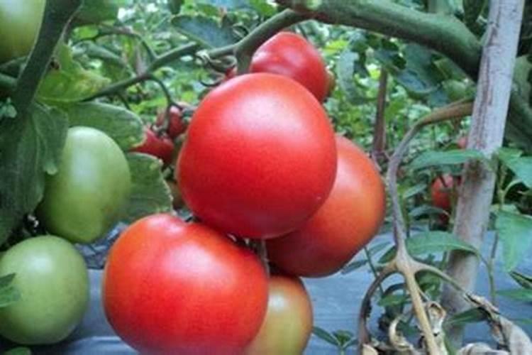 种番茄用什么肥料最好