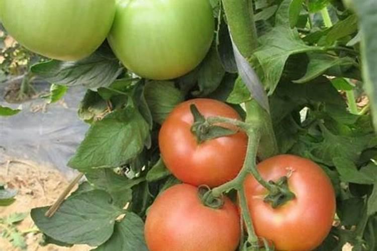 西红柿用什么肥料效果好？西红柿叶面喷什么肥料结果多？用什么冲施肥好...