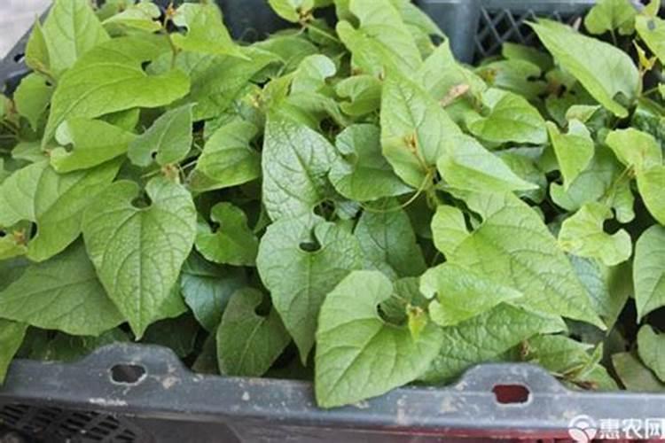 28高芸苔素内酯能打玉米吗