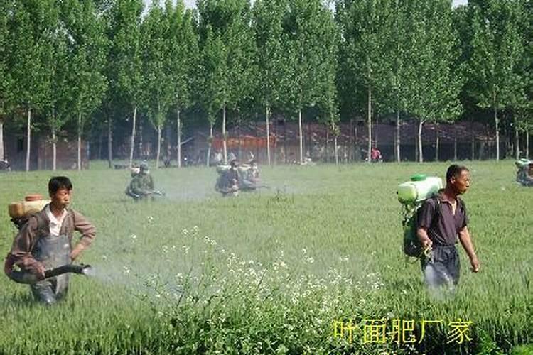 磷酸二氢钾和复合肥哪个好