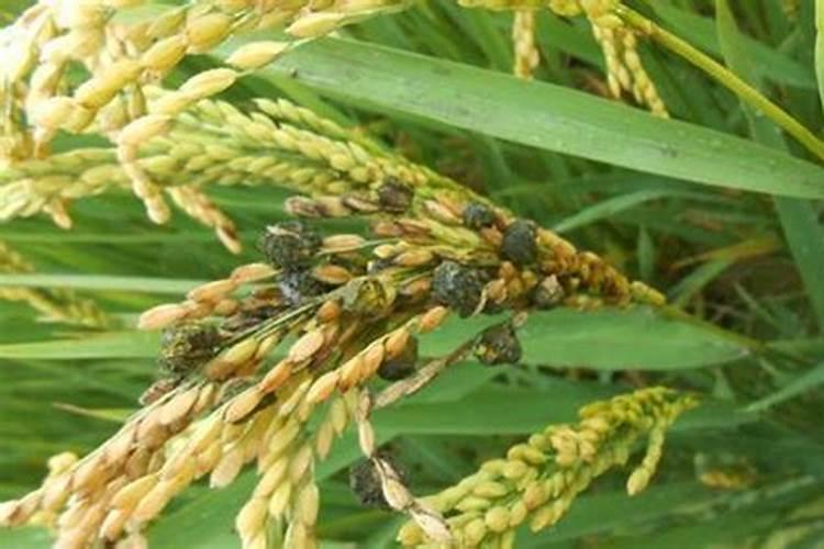 硼肥施多少超量会中毒