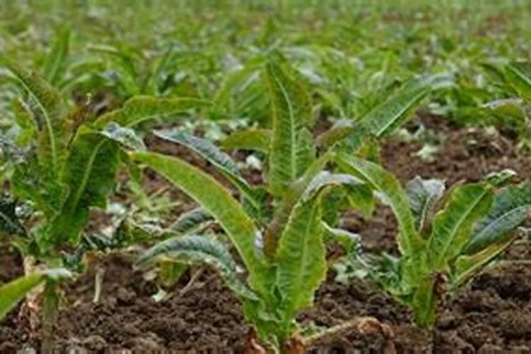 土壤活化剂与微生物菌剂用哪种好