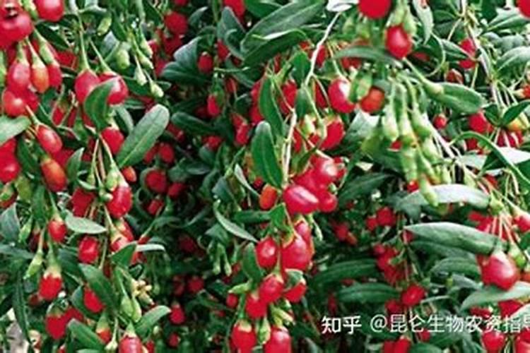 玉米大喇叭口期不缺氮素应注重喷施什么叶面肥