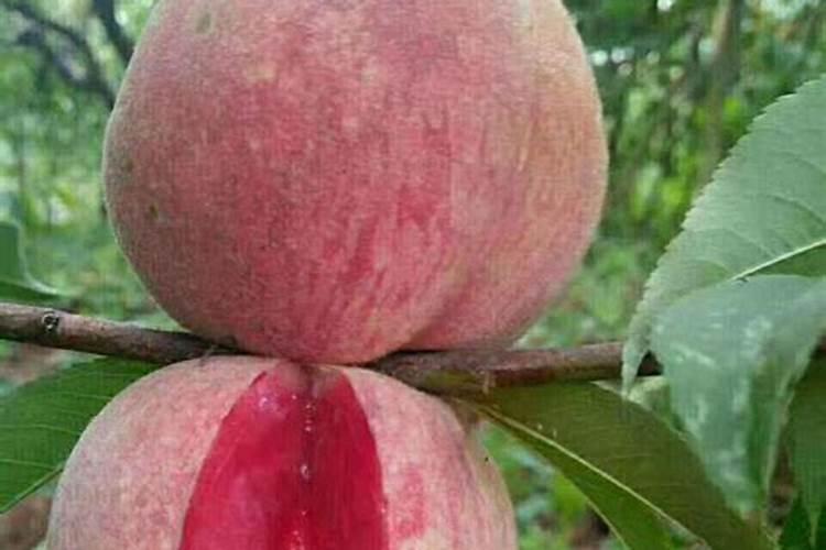 月季开花后如何施肥