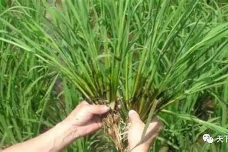 水稻施磷肥有什么作用