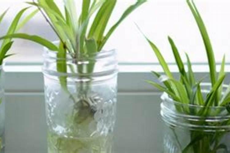 100斤麦种用多少芸苔素拌种