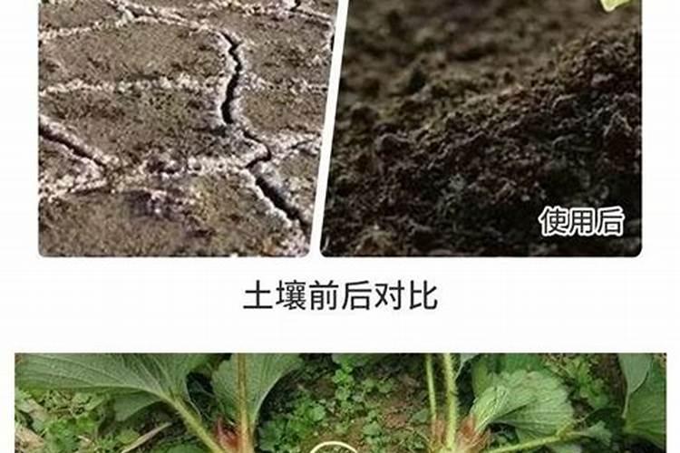 一亩地需要多少有机肥做底肥