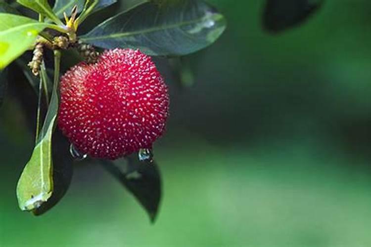 施什么肥使杨梅果子大