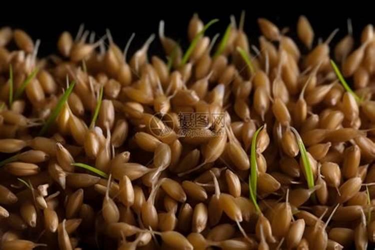 1斤能顶40斤尿素,3天叶片就变绿,这样的叶面肥自己就能配