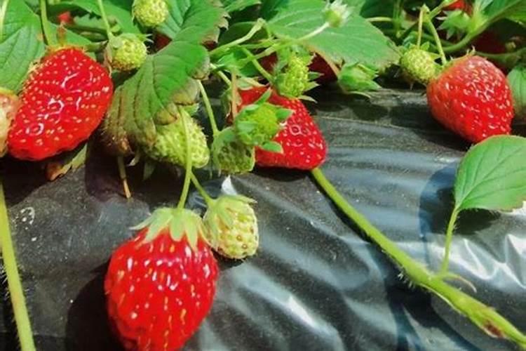 液体有机肥有机质检测方法标准