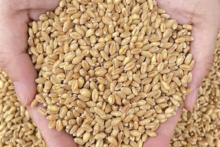 现在播种小麦,每亩需要多少斤种子,用什么样的肥料合适,