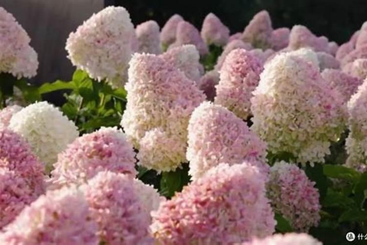 圆锥绣球的养殖方法