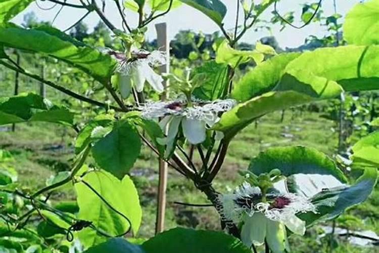 百香果结果期用什么复合肥？百香果膨果期用什么水溶肥好？