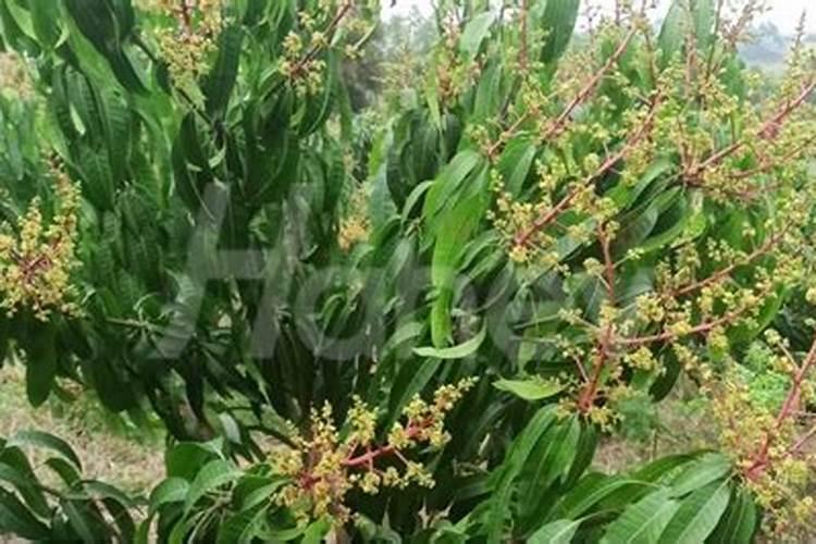 黄皮种植技术之黄皮果怎么种植