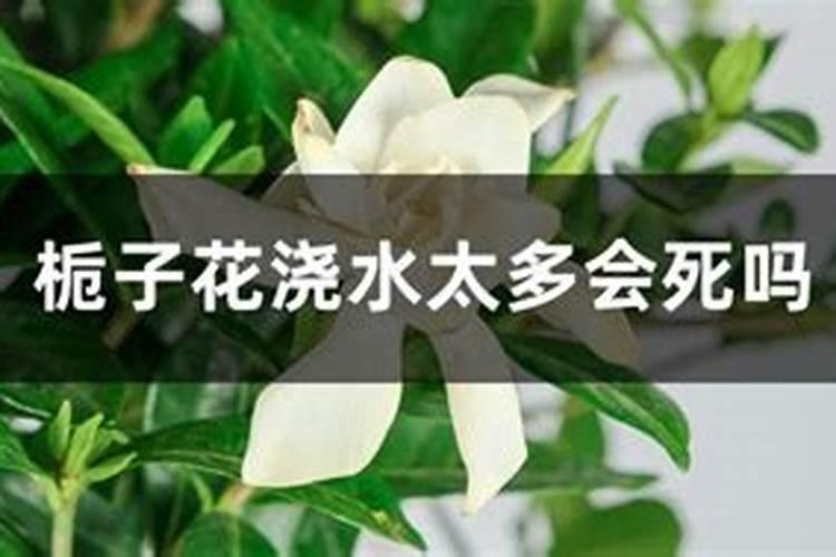 栀子花应该施什么肥