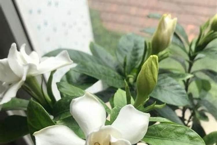 栀子花用什么肥