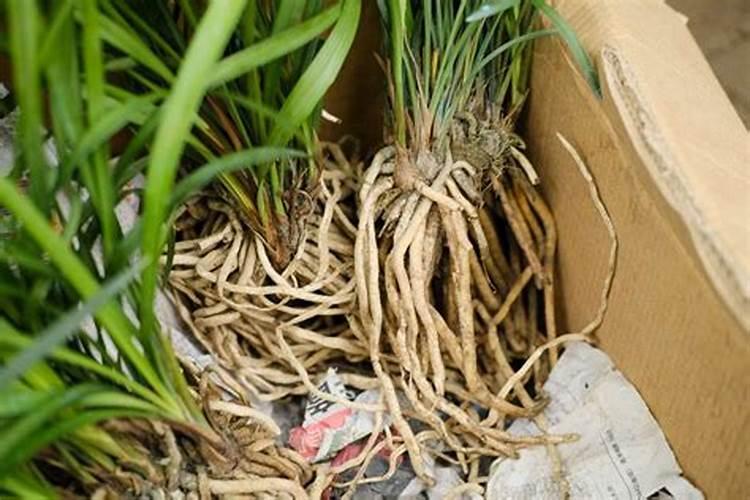 如何为兰花自制磷肥令其开花时间更长