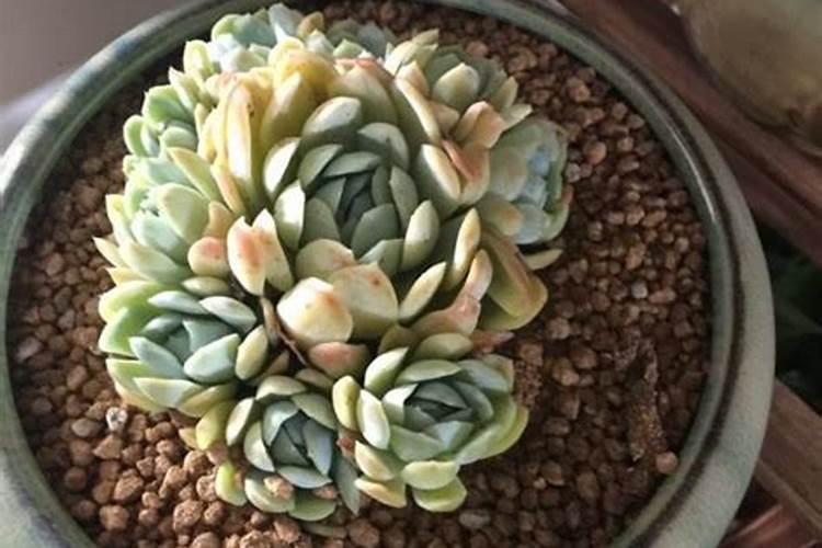 乌金绿有机水溶肥含氮量高吗