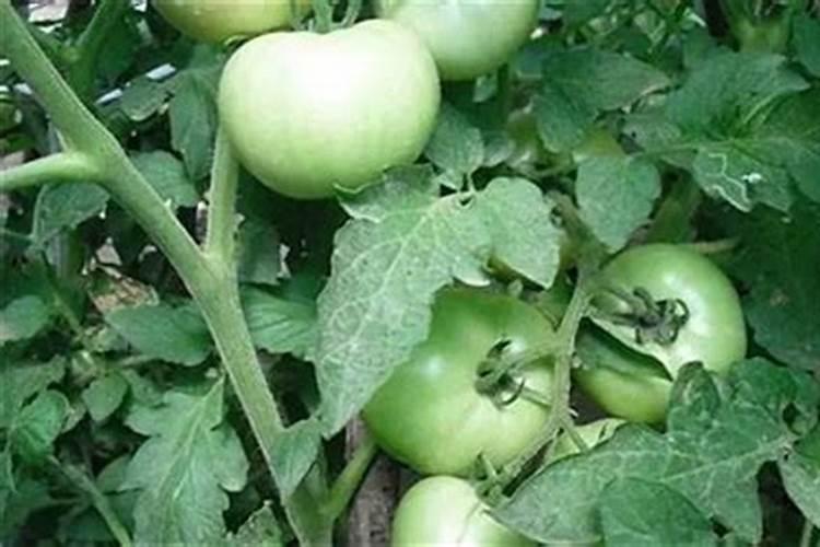 如何防止番茄氮、磷、钾过剩？