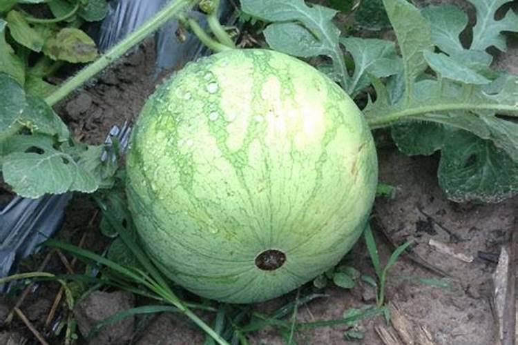 西瓜底肥过多烧苗怎么办？