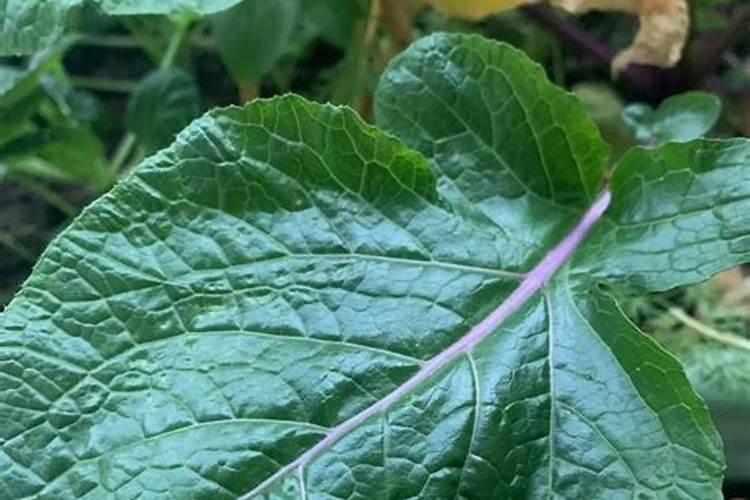 种菜的肥料有哪些