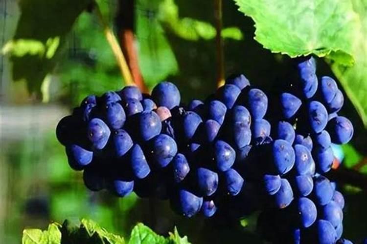 紫背竹芋北方养护