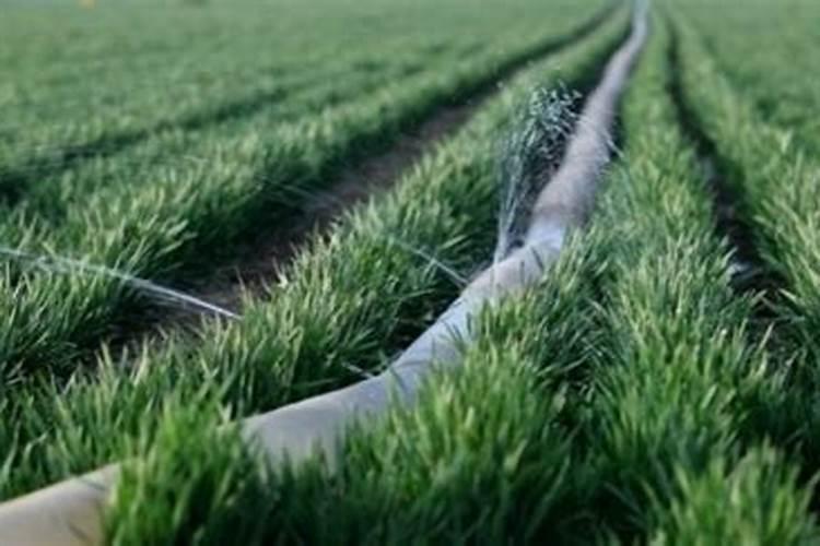 反常识!小肽比氨基酸吸收更高效的机制