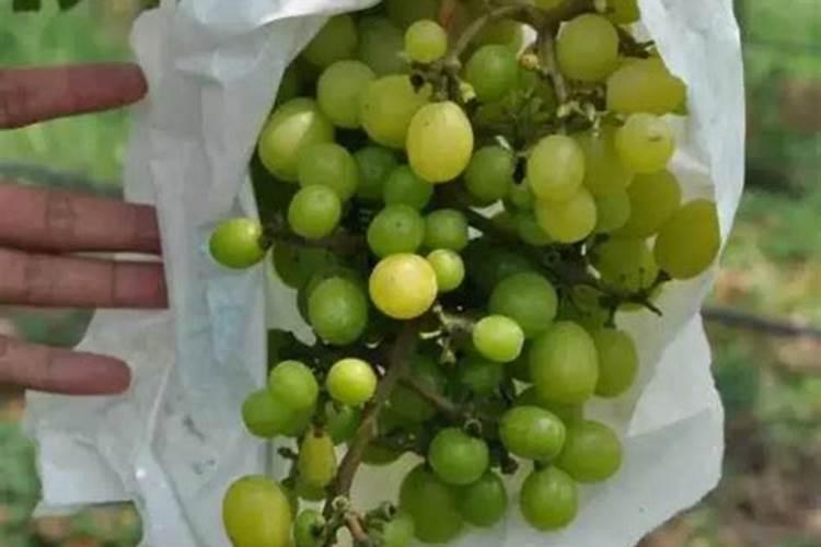 巨峰葡萄粒小怎么回事