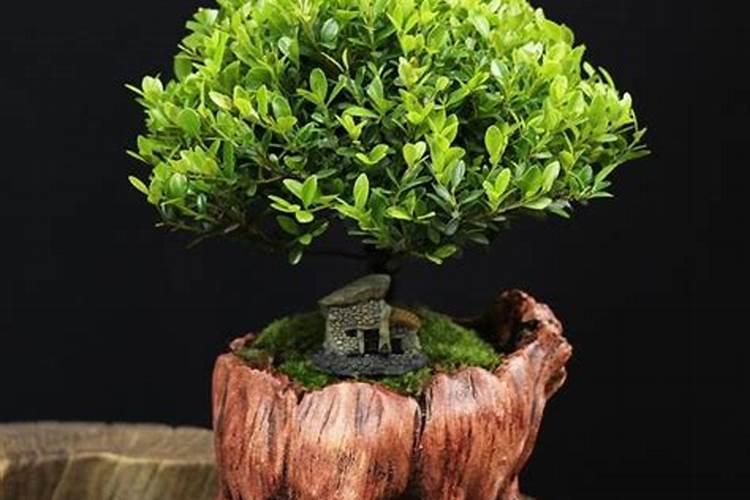 小叶赤楠养护方法