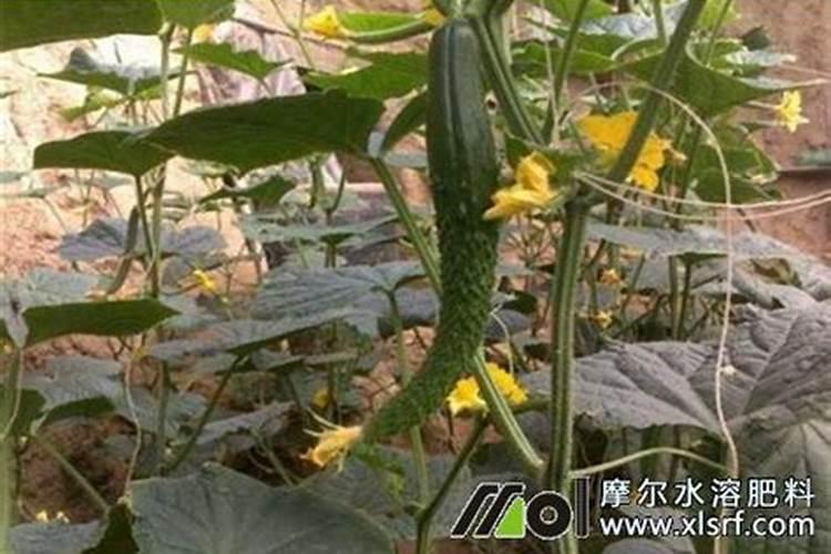阳台种植花草用什么肥料好？
