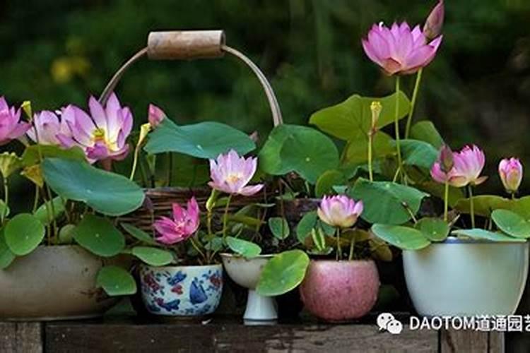 碗莲需要什么肥料最好