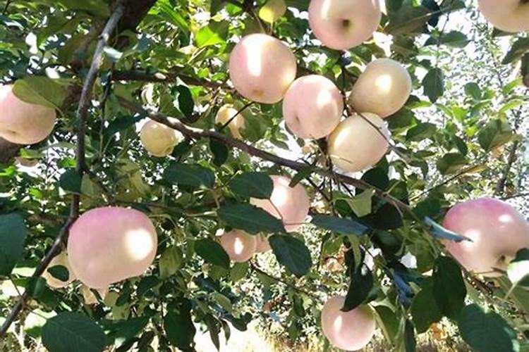 苹果膨大肥施什么肥料好？