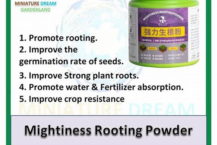 多肉施什么肥料最好