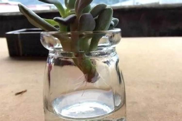 肉肉水培生根的方法(肉肉水培生根指南,轻松培育多肉植物新生命)百度...