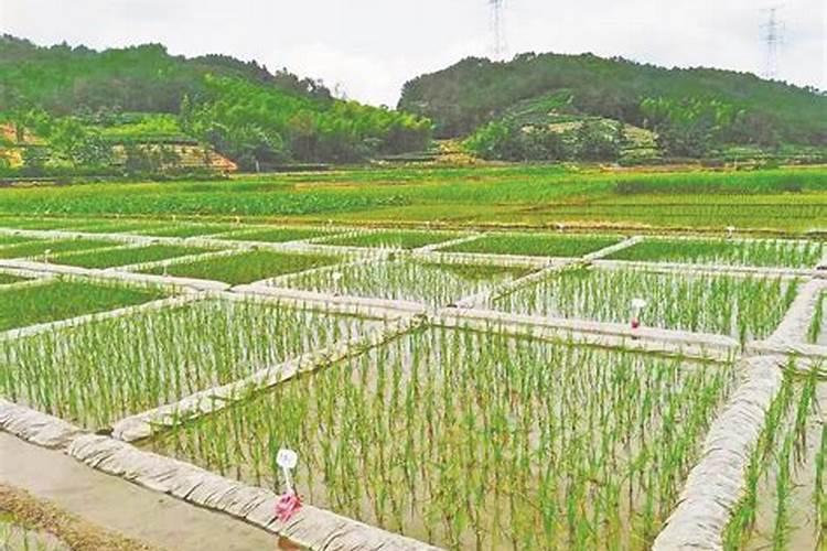 肥料增效剂一般有哪些