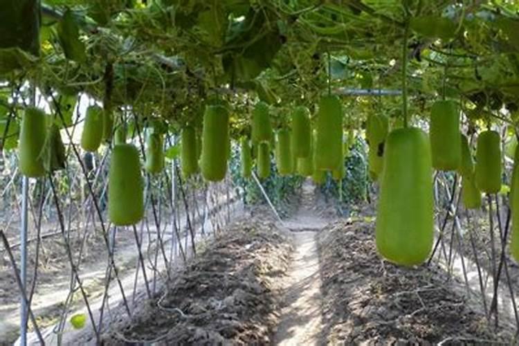 种瓜用什么肥料好