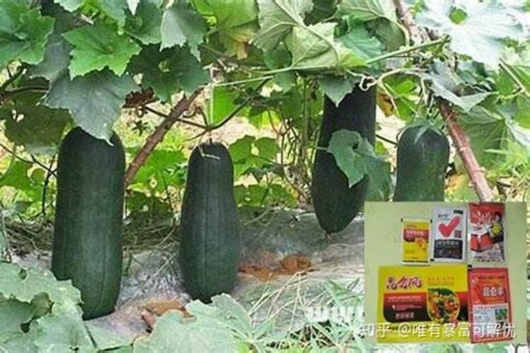 哪些肥料属于氮肥